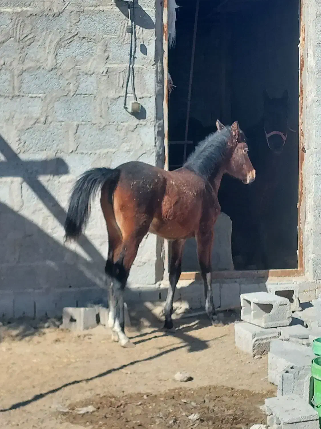 اسب|اسب و تجهیزات اسب‌سواری|شهر بابک, |دیوار