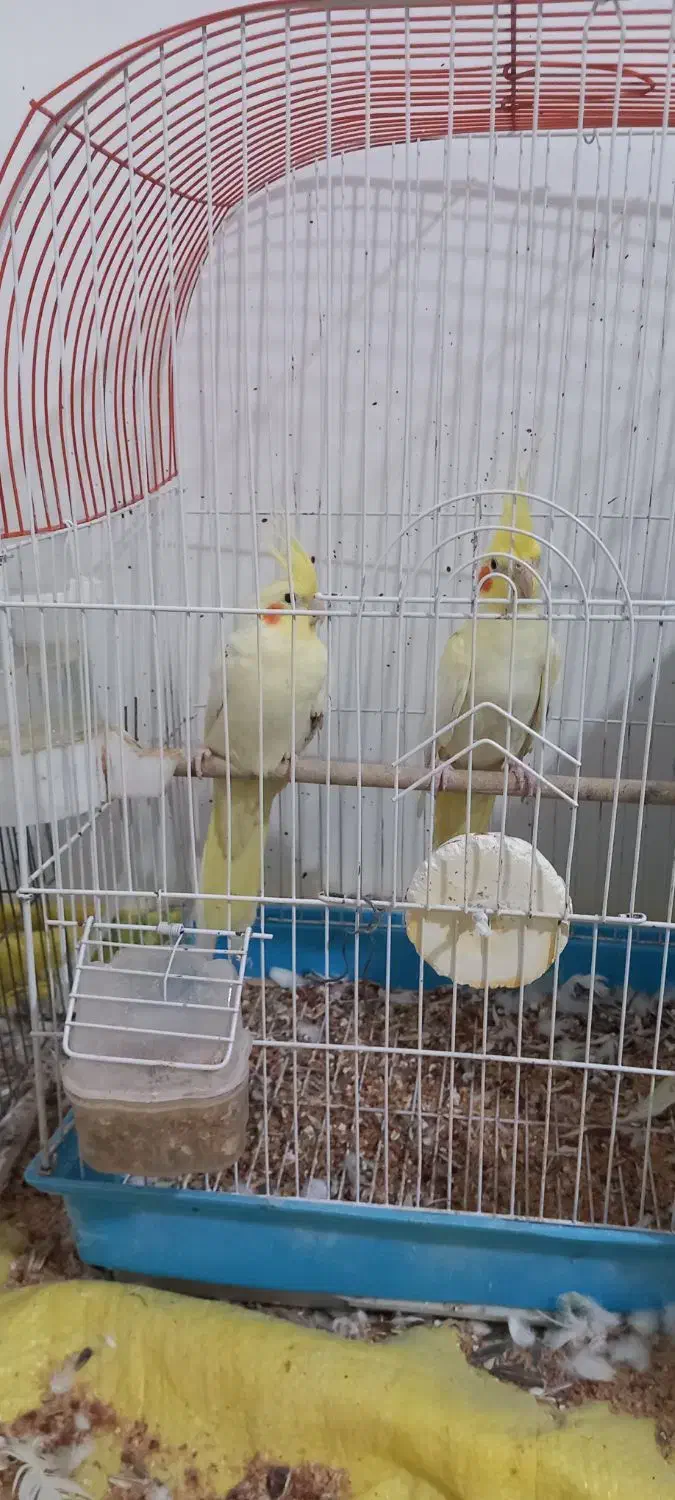 یک جفت عروس هلندی|پرنده|مینودشت, |دیوار