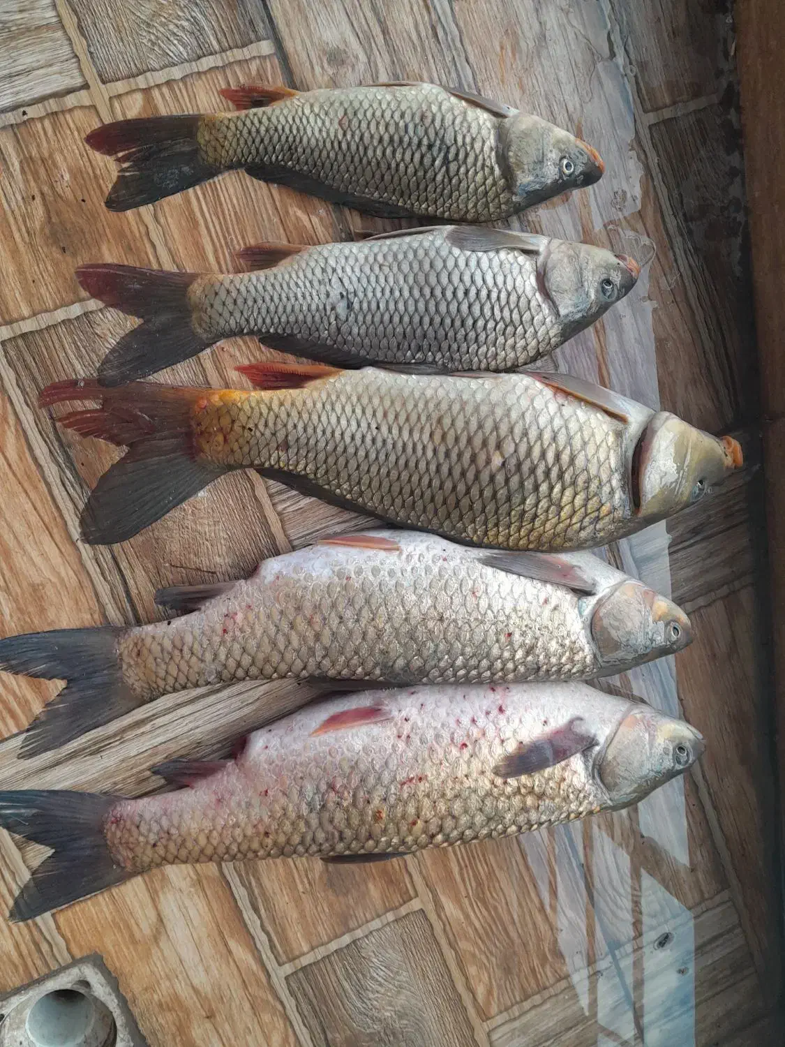 فروش ماهی آمور و کپور وحشی ارگانیک|ماهی|آمل, |دیوار