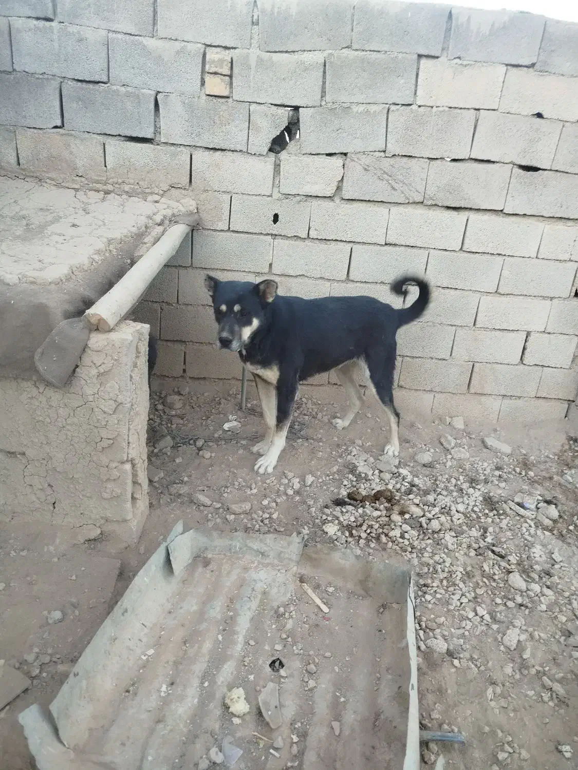 سگ سرابی|سگ|کبودرآهنگ, |دیوار