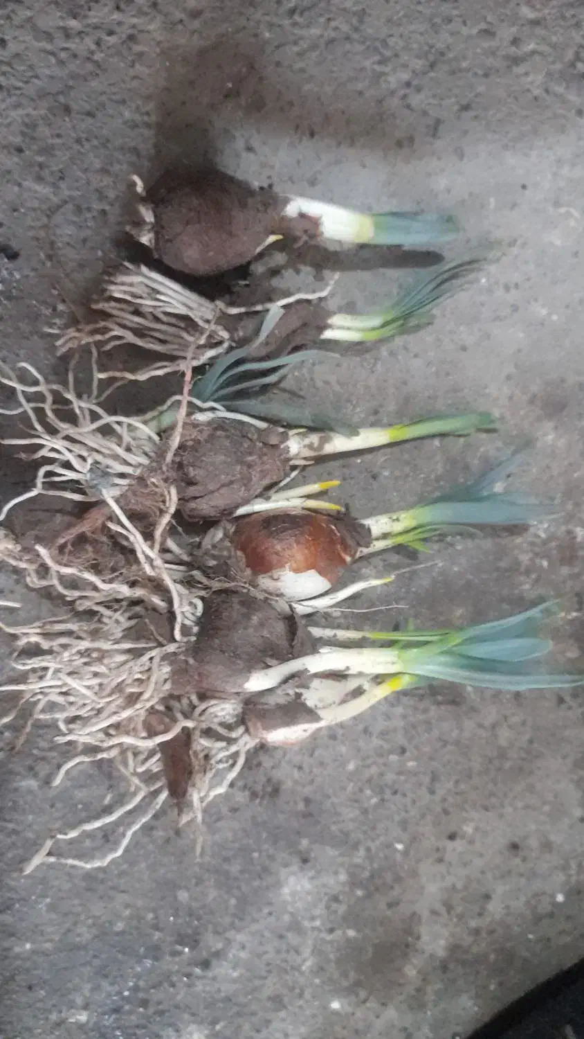 پیازچه گل نرگس|گل و گیاه طبیعی|رامیان, |دیوار