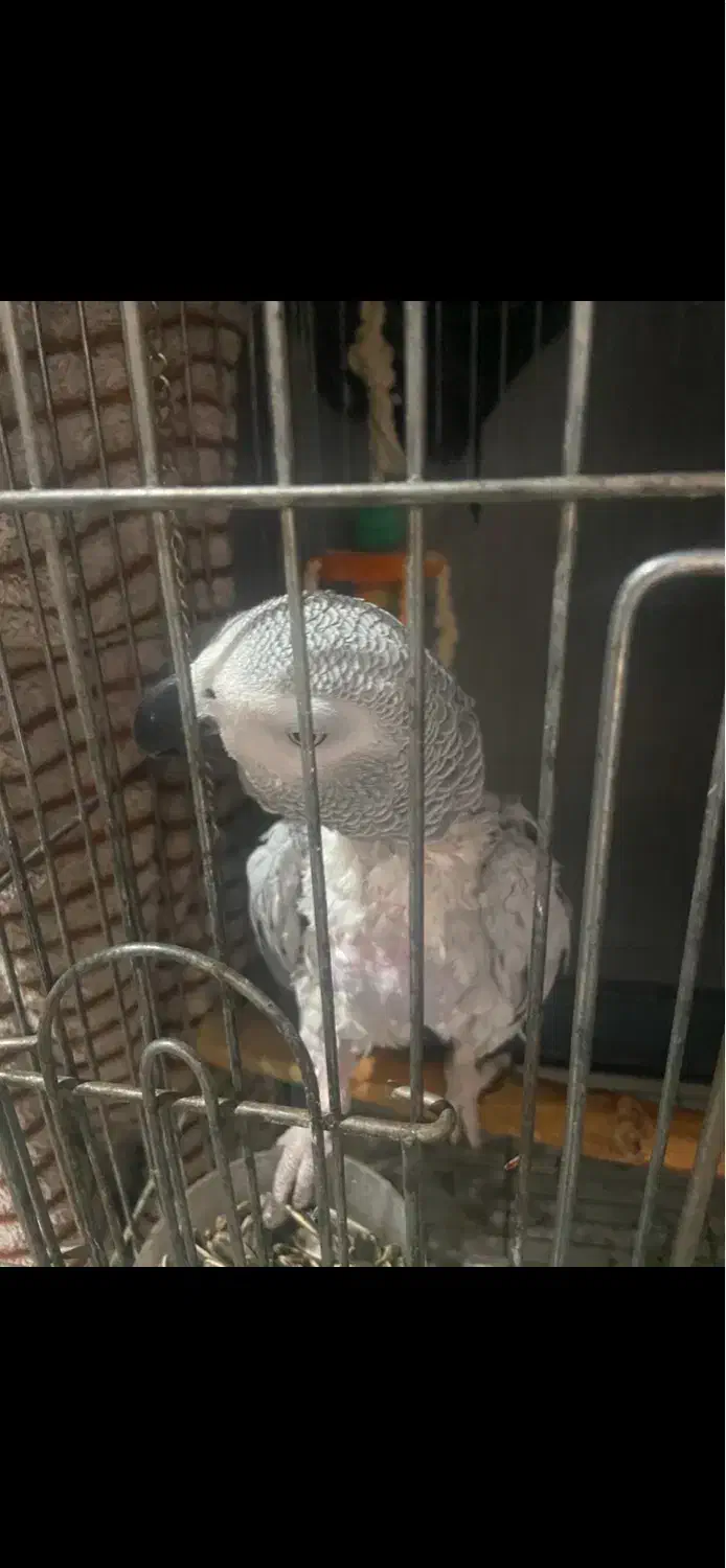 پرنده|پرنده|تهران, سنگلج (شاپور)|دیوار