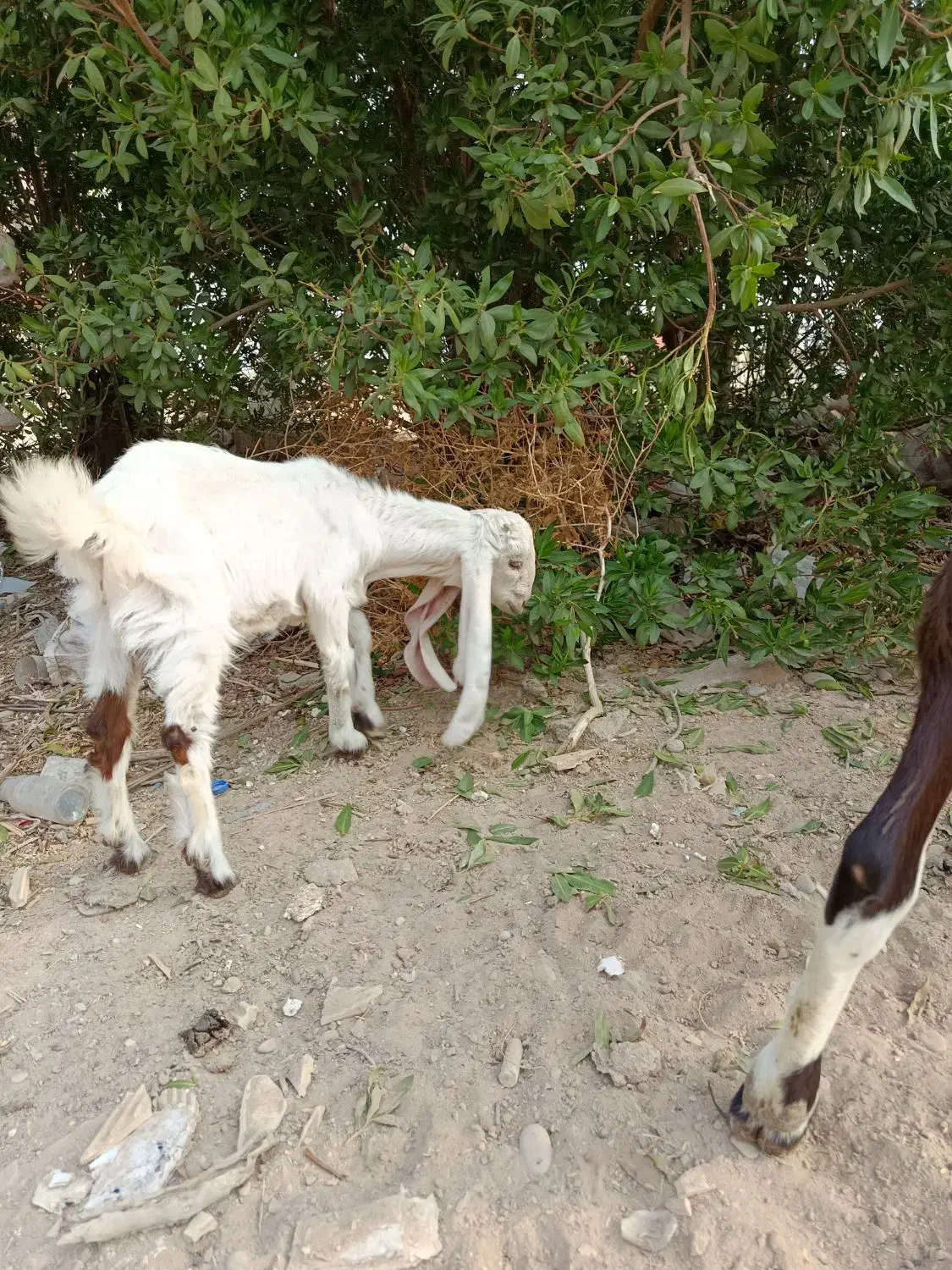 بز کهره گلابی نر|حیوانات مزرعه|بندر ماهشهر, |دیوار