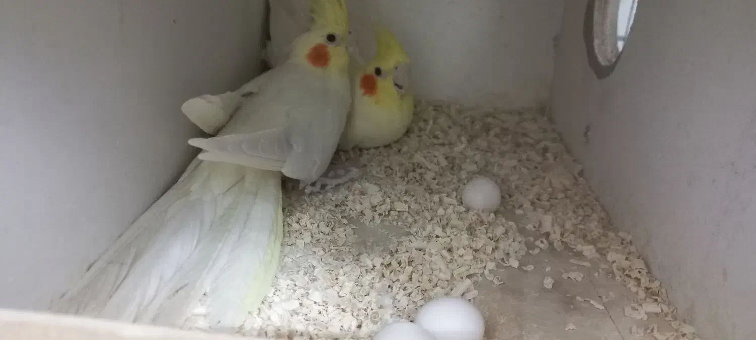 یک جفت عروس هلندی لوتینو روی تخم|پرنده|قم, محمد آباد|دیوار