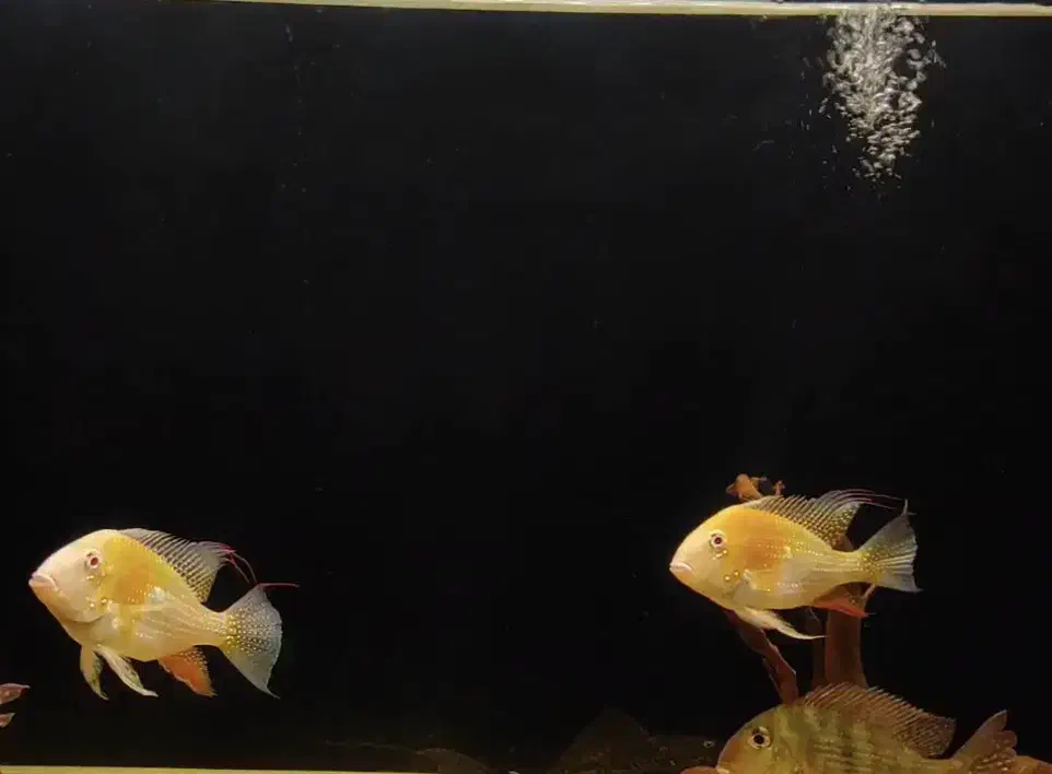 ماهی|ماهی|اهواز, زیتون کارمندی|دیوار