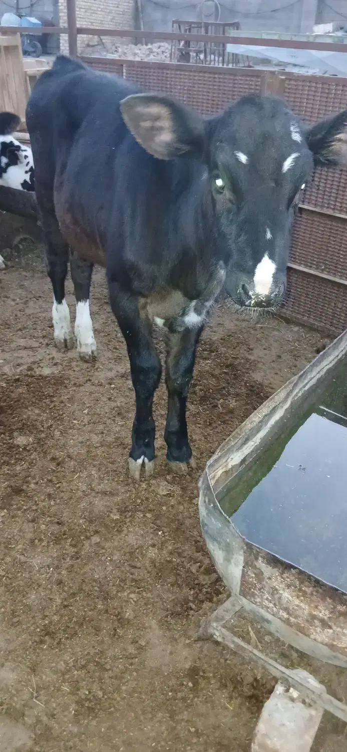 گوساله ماده قلم درشت|حیوانات مزرعه|مشهد, آبادگران|دیوار