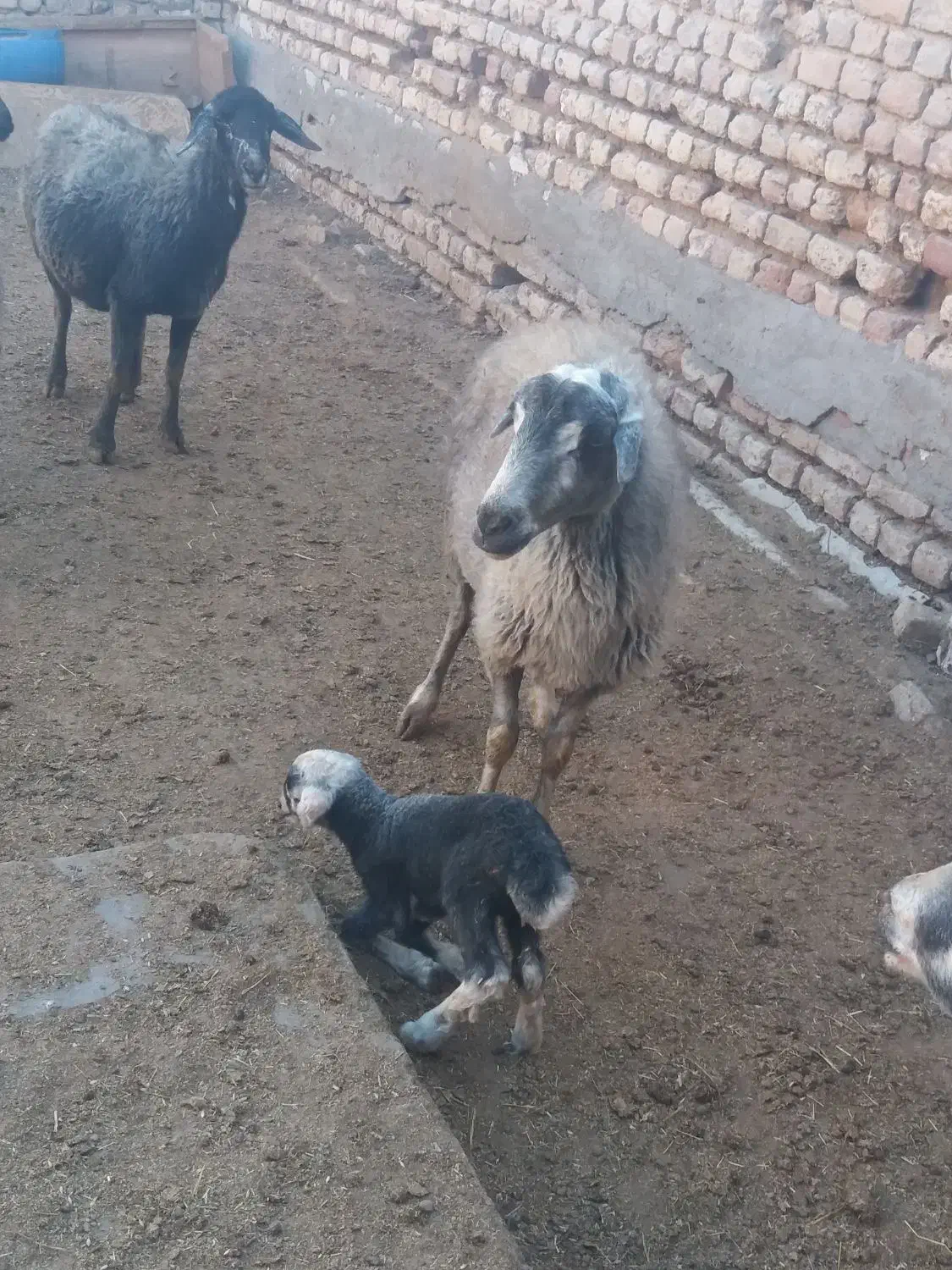میش بره دار|حیوانات مزرعه|قم, ولیعصر|دیوار