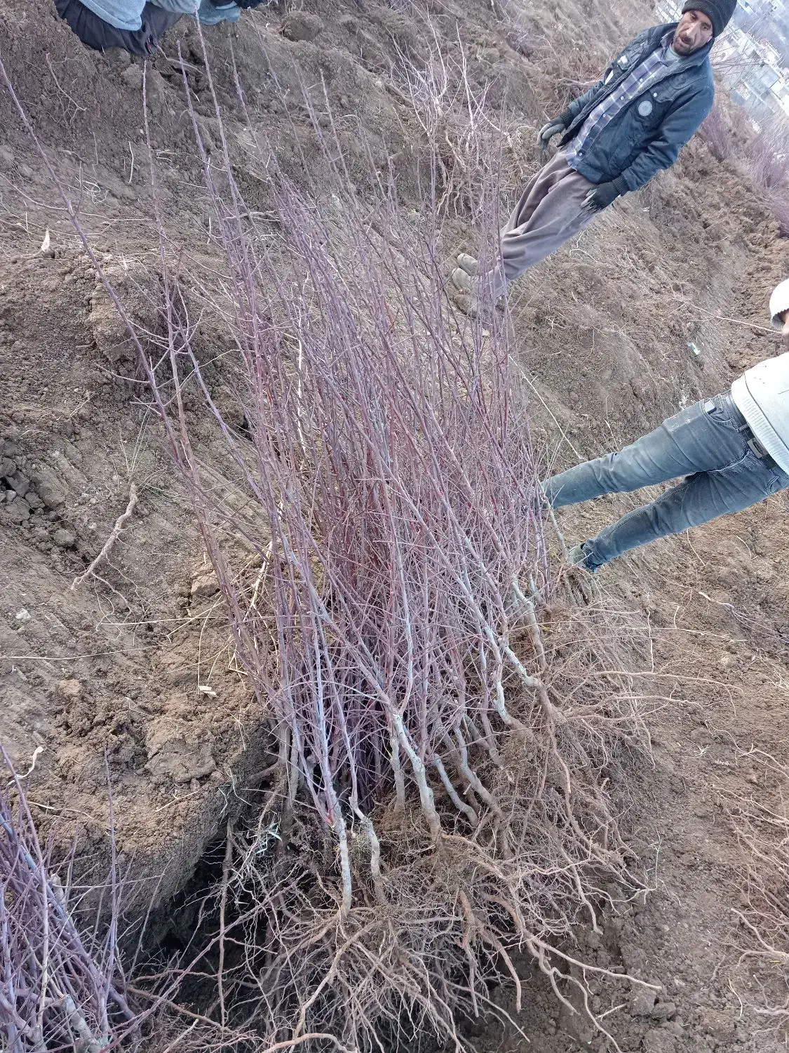 تولید و عرضه نهال بادام اصلاح شده مرودشت|خدمات باغبانی و درختکاری|مرودشت, ثبت احوال|دیوار