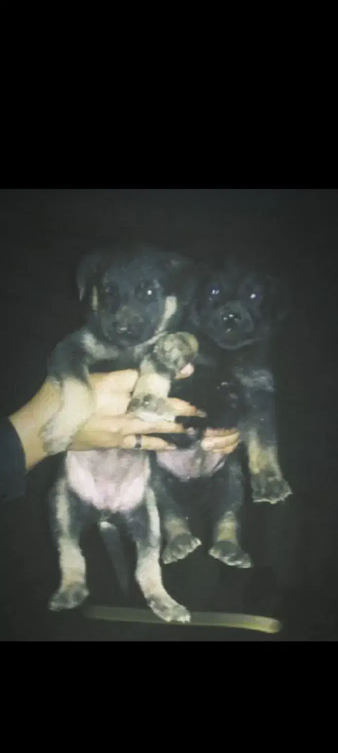 تولها ژرمن کار ۱نر مونده زیرقیمت فوری|سگ|آمل, |دیوار