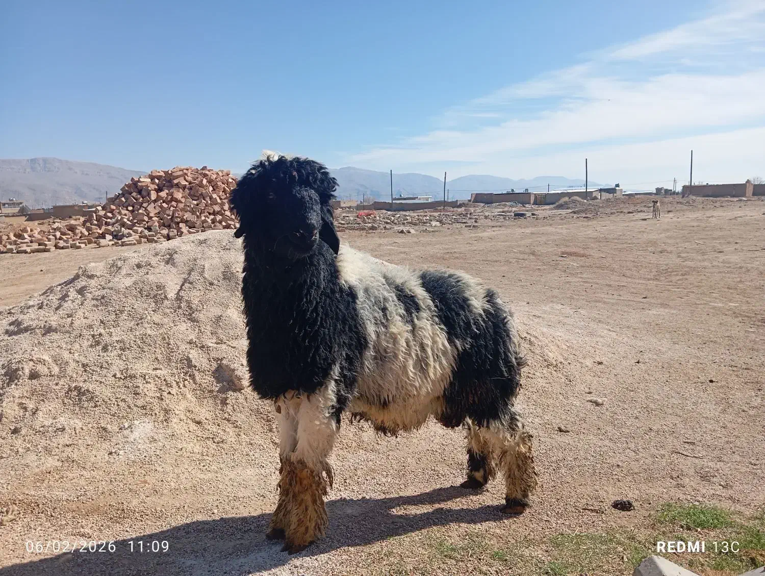 بره قوچی|حیوانات مزرعه|مرودشت, مسکن مهرگان|دیوار