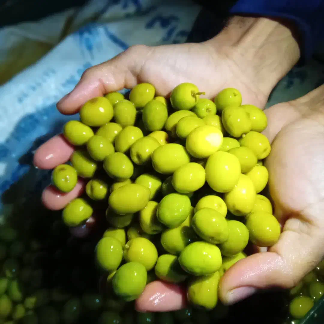 زیتون کنسروی امساله|خوردنی و آشامیدنی|رودبار, |دیوار