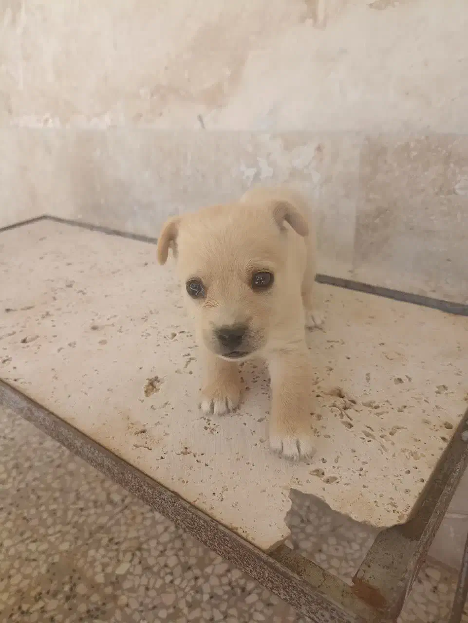 واگذاری توله شیواوا پامر غذا خور|سگ|قم, آزادگان|دیوار