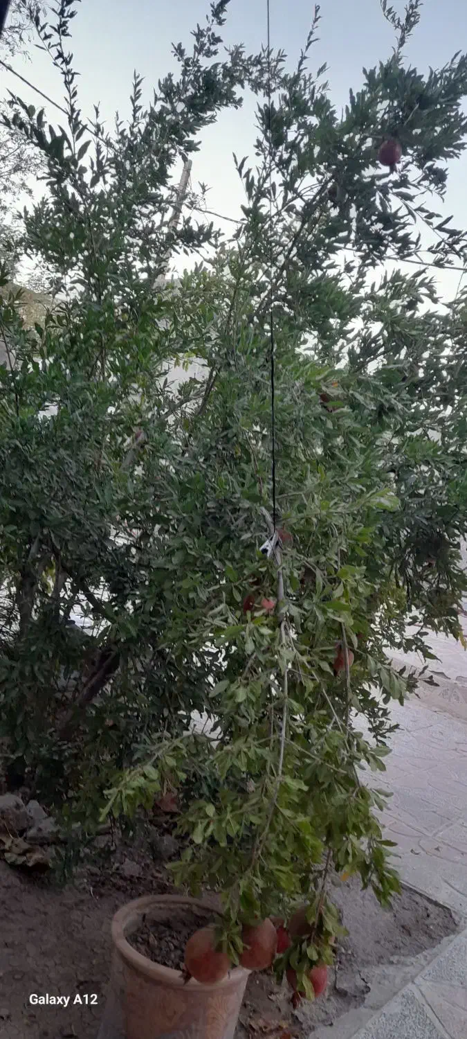 جویای کارم بازنشسته ام ۴۷ساله|خدمات پیشه و مهارت|محمدیه-قزوین, |دیوار