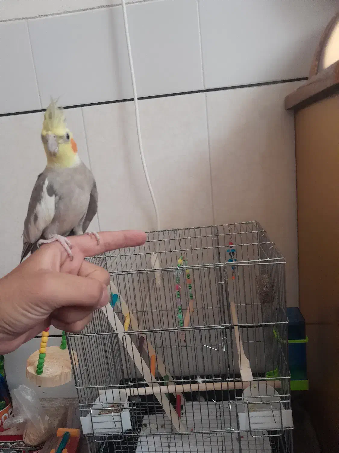 عروس.هلندی آهویی|پرنده|اردستان, |دیوار