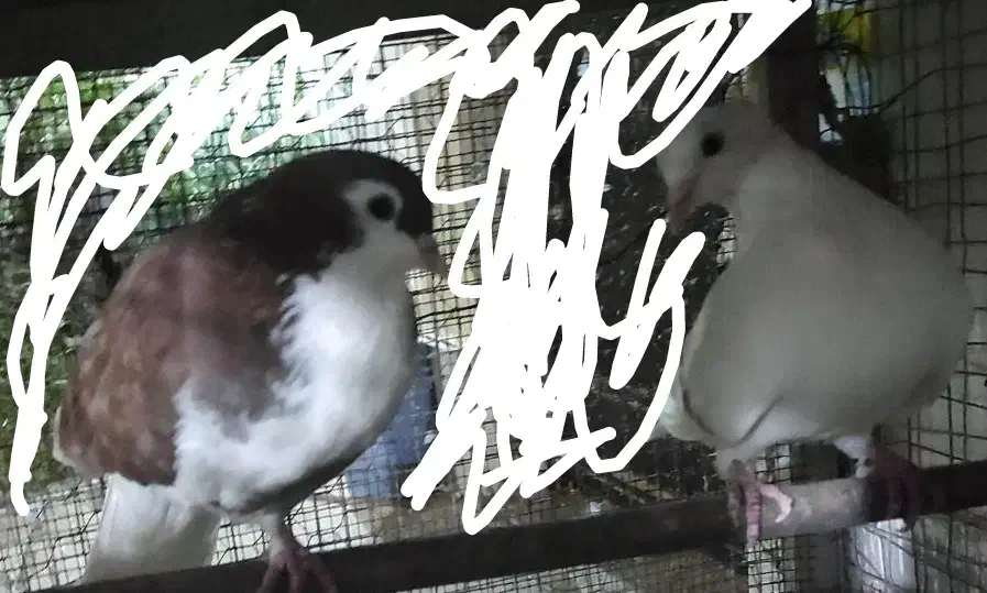 چند عدد کبوتر سرحال|پرنده|کنارک, |دیوار