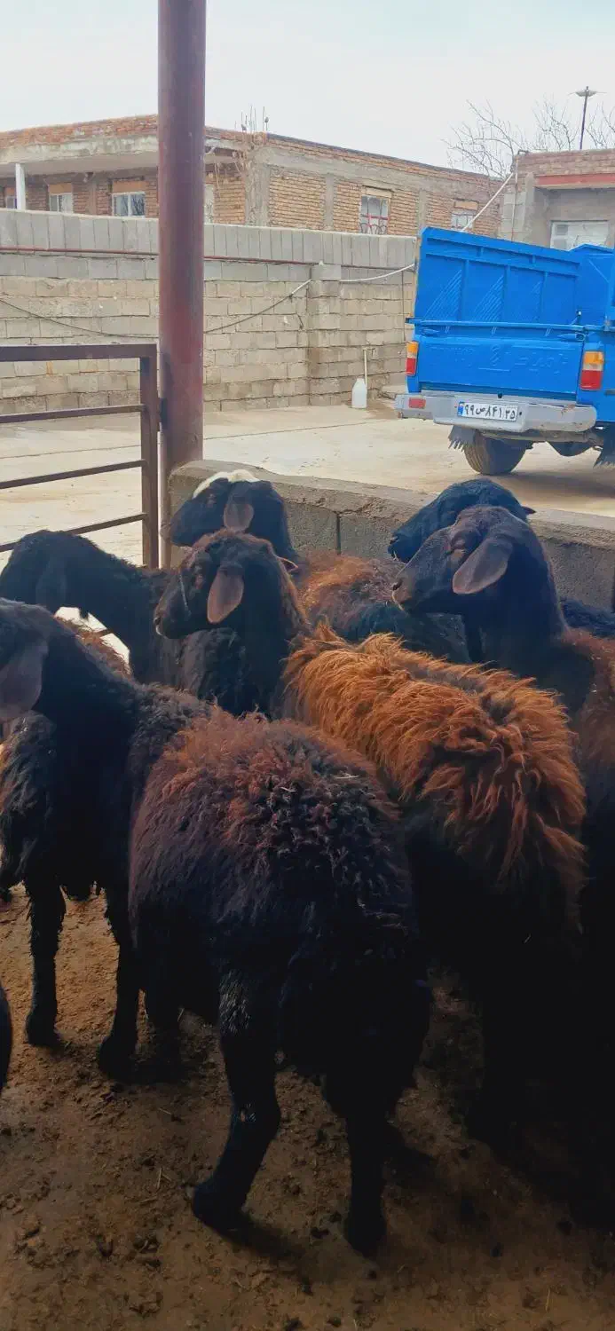 گوسفند‌|حیوانات مزرعه|لیلان, |دیوار