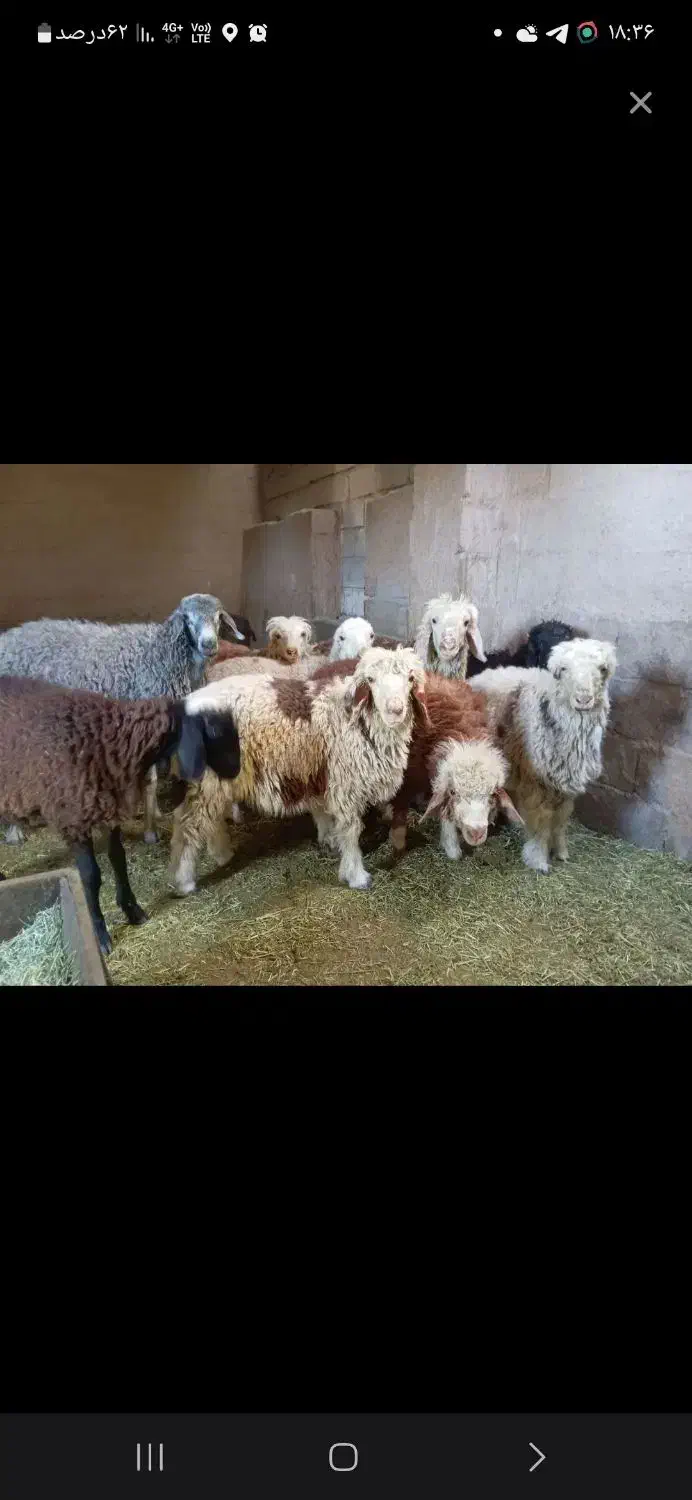 بره گوسفندبختیاری اصیل|حیوانات مزرعه|رودهن, |دیوار