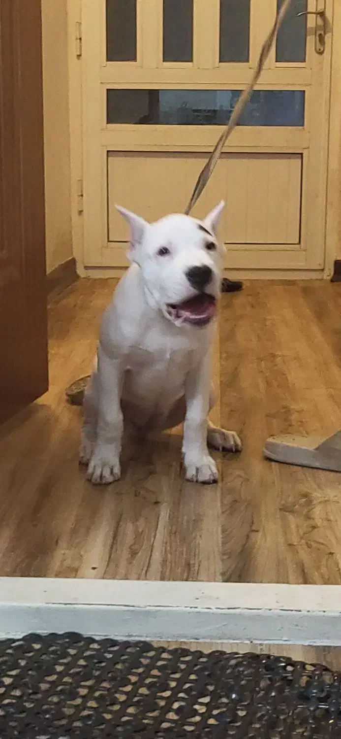 دوگو آرژانتینو|سگ|سمنان, |دیوار