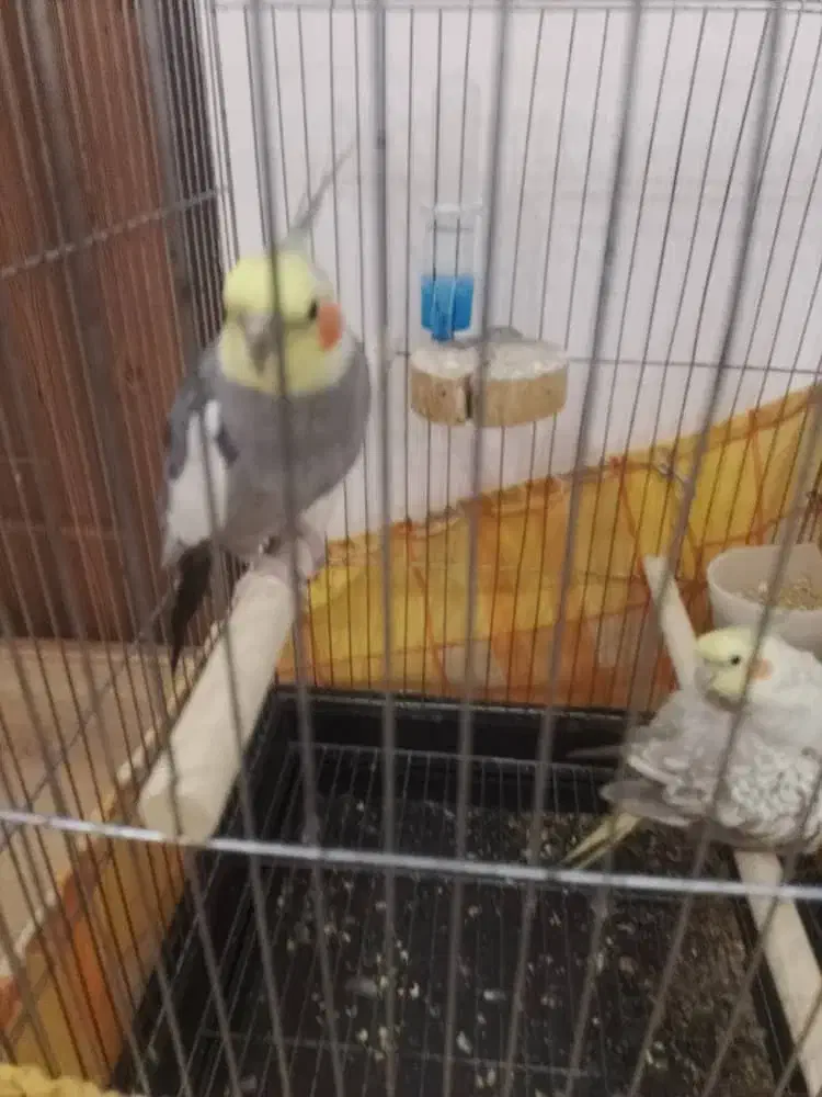 دو عدد عروس هلندی نر و ماده|پرنده|خلخال, |دیوار