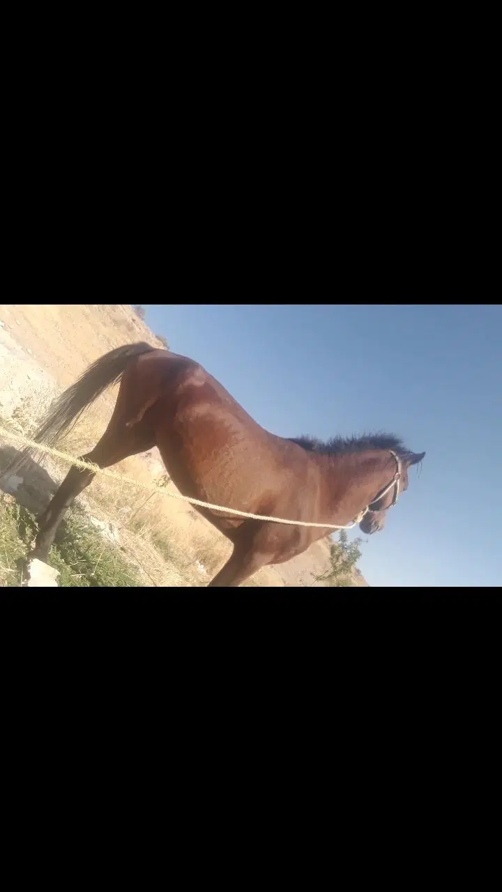 اسب|اسب و تجهیزات اسب‌سواری|میانه, |دیوار