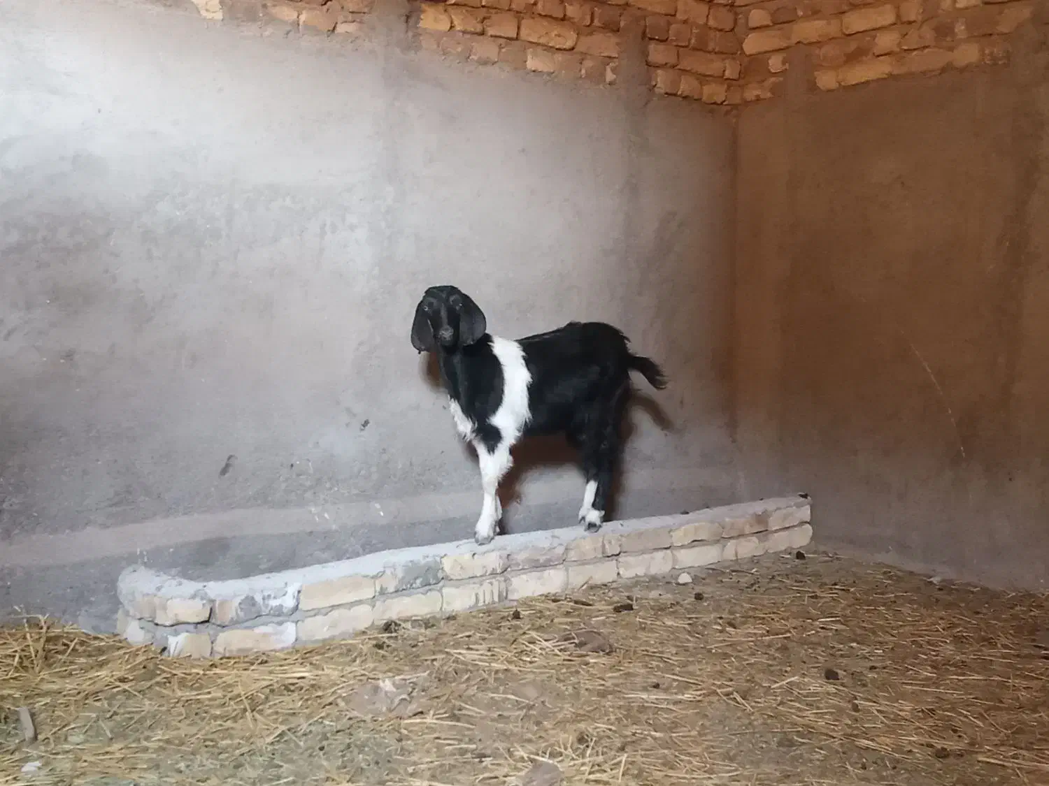 بزغاله ماده|حیوانات مزرعه|اسفرورین, |دیوار