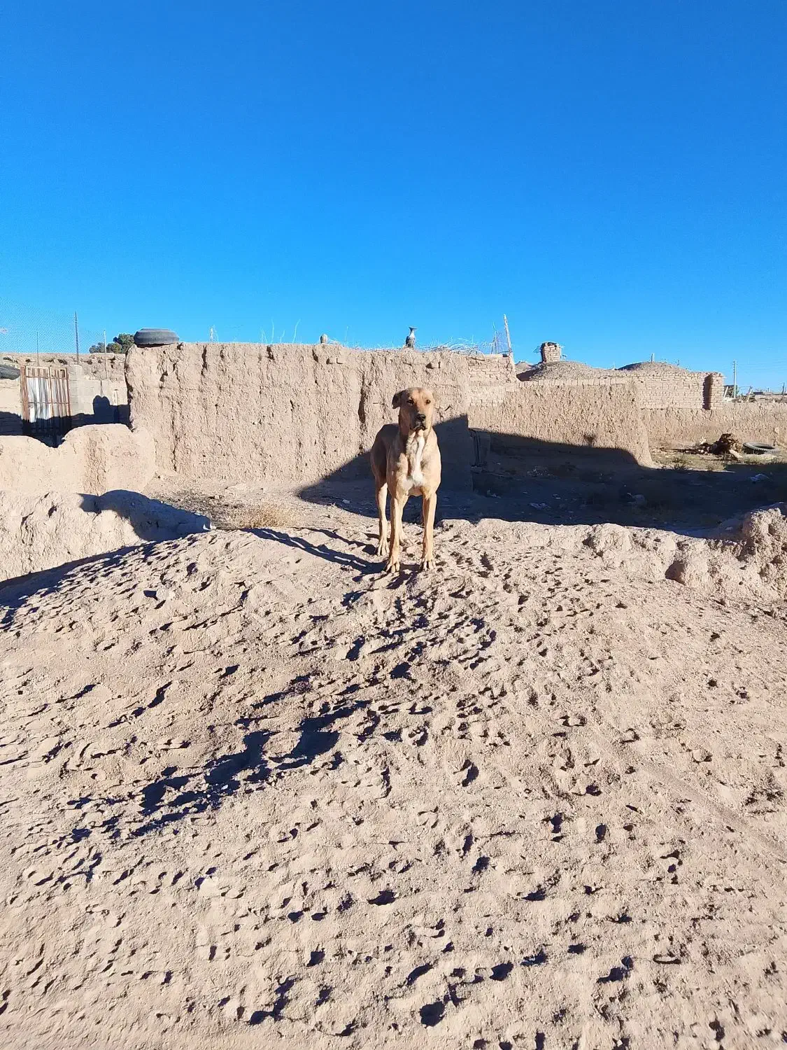 سگ گله جناور دیده|سگ|سرایان, |دیوار