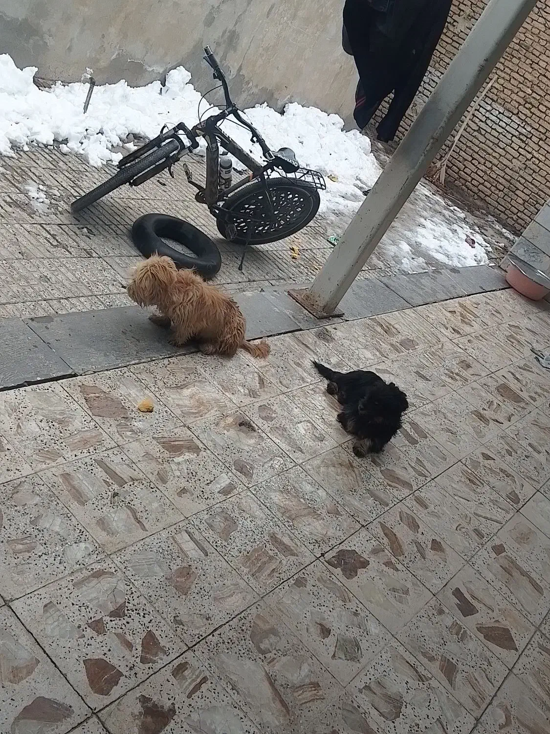 .کار|سگ|فارسان, |دیوار