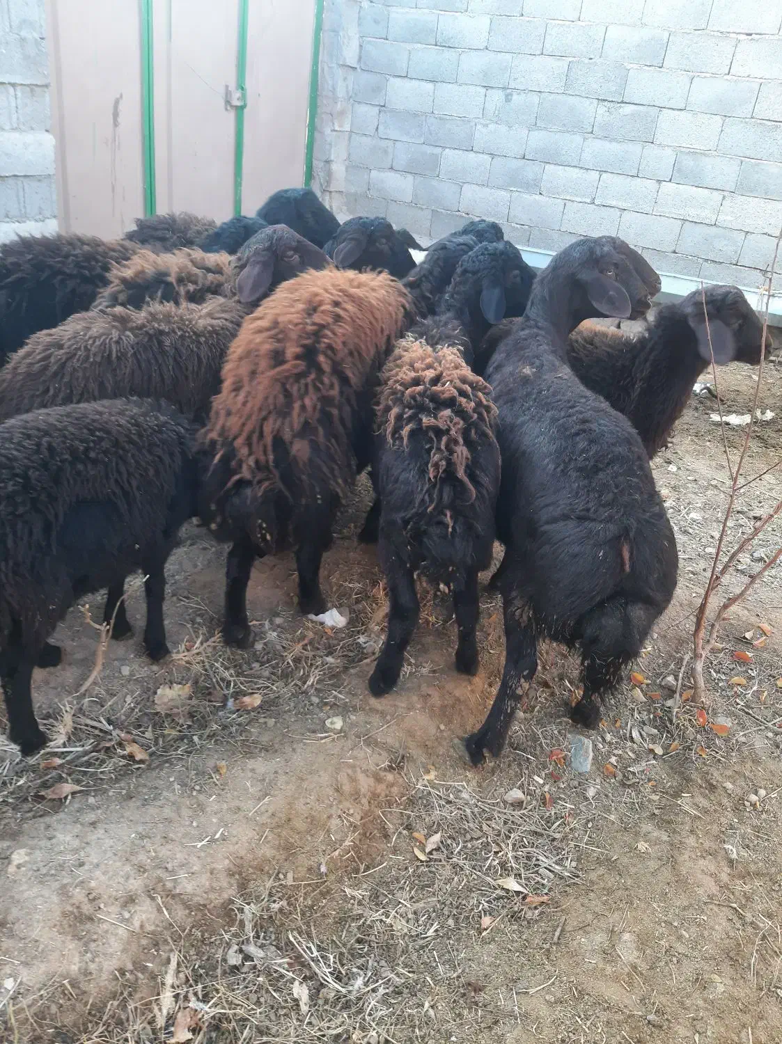 بره نر|حیوانات مزرعه|ماهنشان, |دیوار