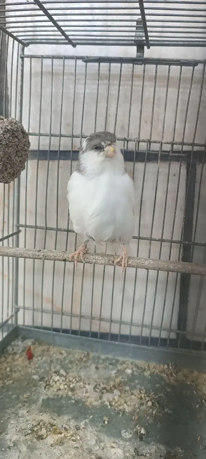 قناری گلستر|پرنده|تهران, مشیریه|دیوار