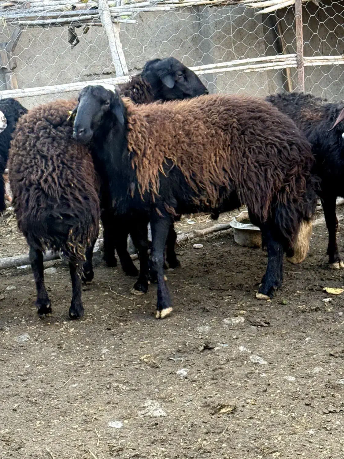 سه راس نر بره قوچ تخمی|حیوانات مزرعه|فاضل آباد, |دیوار