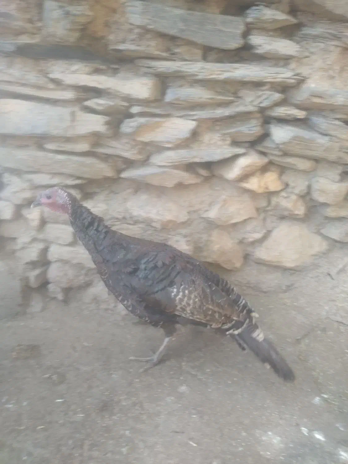 بوقلمون ومرغ|حیوانات مزرعه|بانه, |دیوار