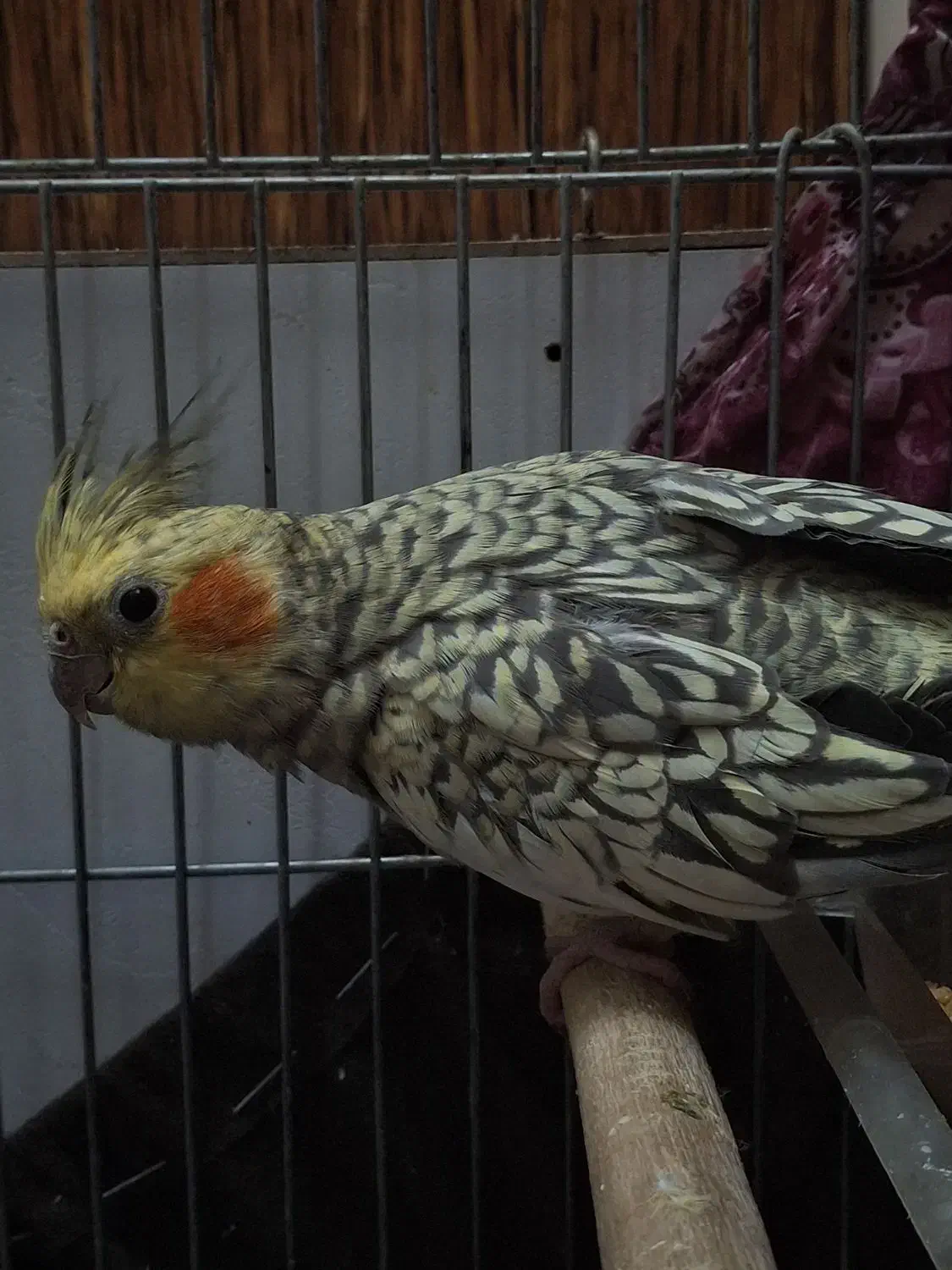 عروس هلندی|پرنده|قرچک, شهرک الحدید|دیوار