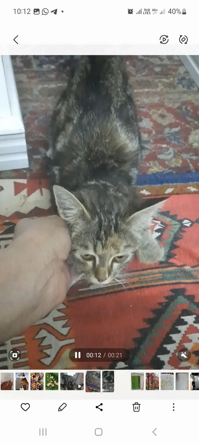 گربه ی خونگی|حیوانات|اردکان, |دیوار