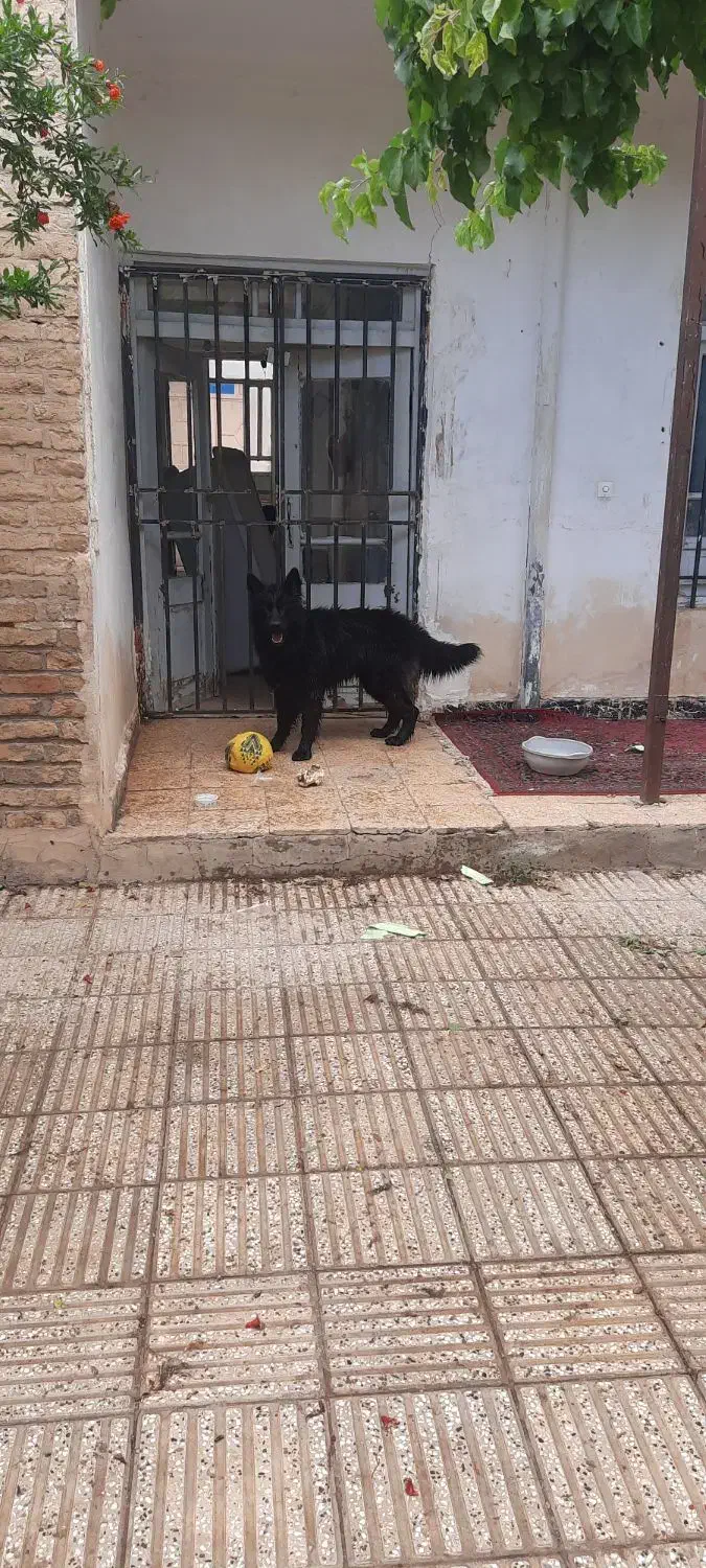 ژرمن بلک شولاین نر بالغ|سگ|شاهرود, |دیوار