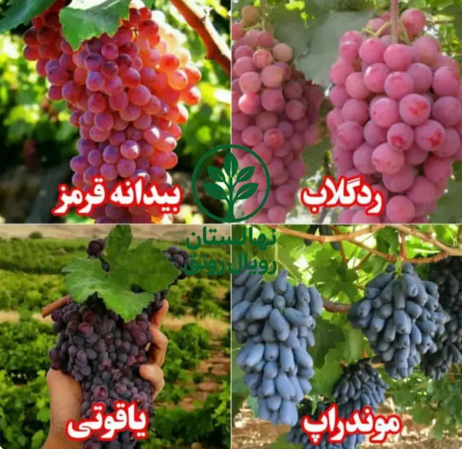 نهال انگور فصلی|خدمات باغبانی و درختکاری|بانه, |دیوار