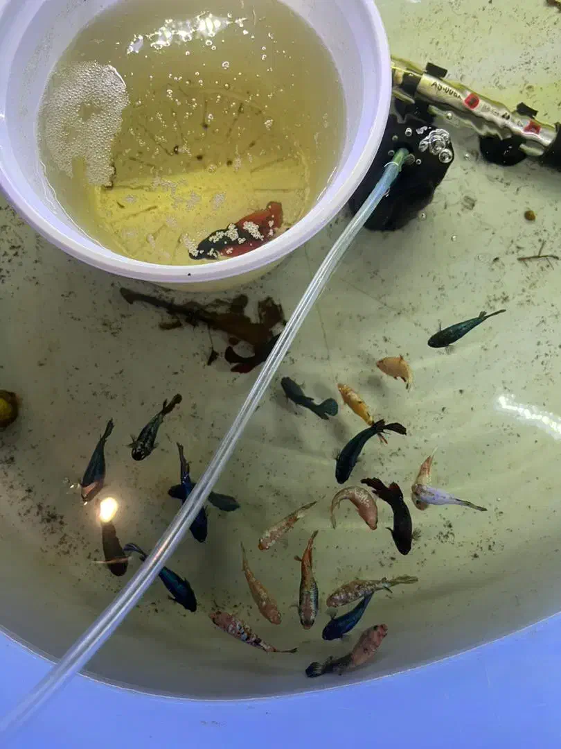 لارو فایتر پلاکت|ماهی|تهران, آبشار|دیوار