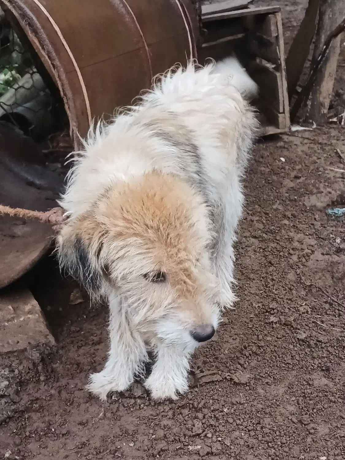 1عدد سگ پشم آلود به فروش میرسد.|سگ|رحیمآباد, |دیوار