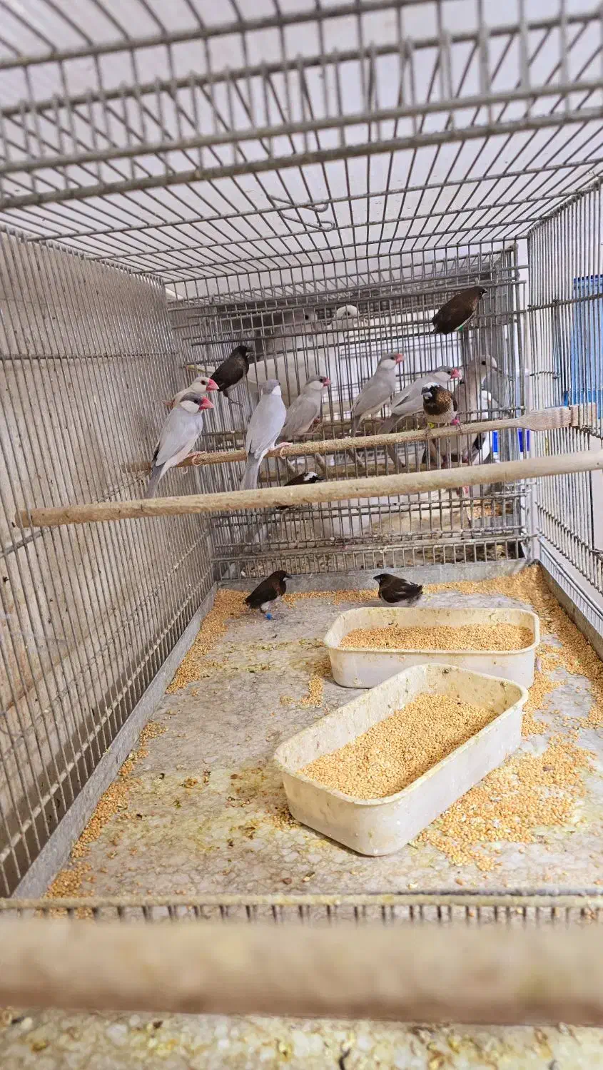 فنچ کینگ نرگسی بنگالی|پرنده|اهواز, کوی جانبازان(دانش)|دیوار