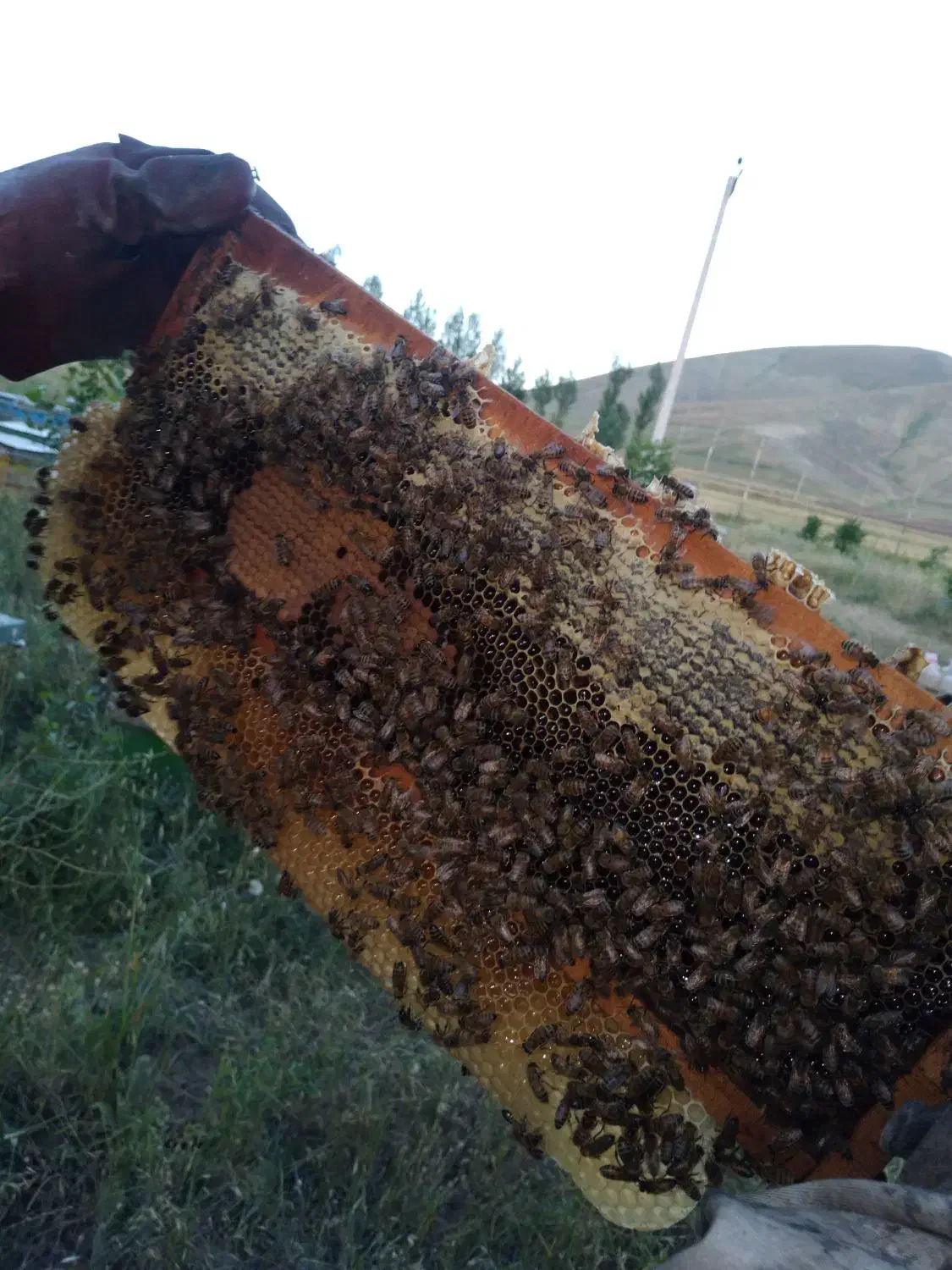 عسل اصل طبیعی|خوردنی و آشامیدنی|گرمی, |دیوار