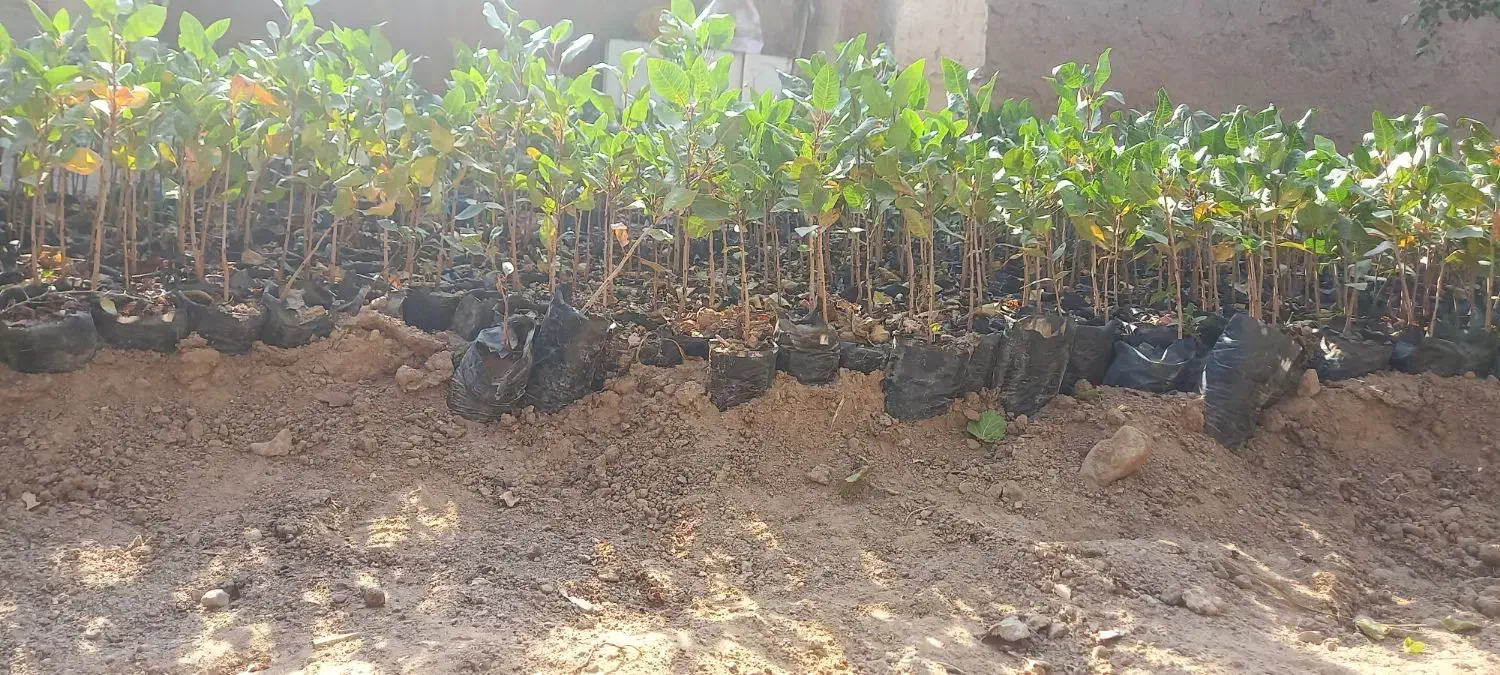 پسته|گل و گیاه طبیعی|خواف, |دیوار