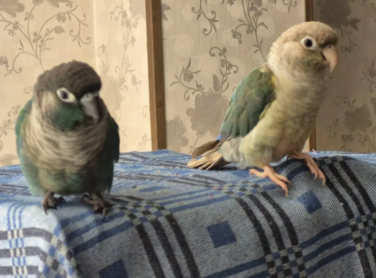 گرینچیک نر و ماده|پرنده|کرج, گلشهر|دیوار