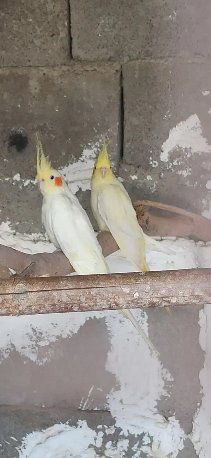 عروس هلندی|پرنده|چابهار, |دیوار