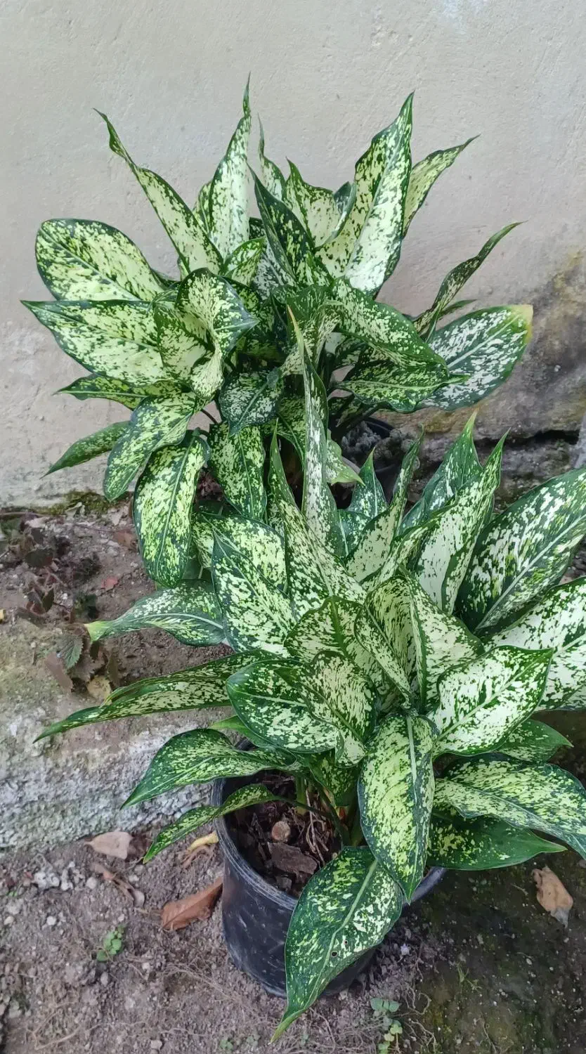 فروش شمشاد طلایی شمشاد سبز|خدمات باغبانی و درختکاری|لوندویل, |دیوار