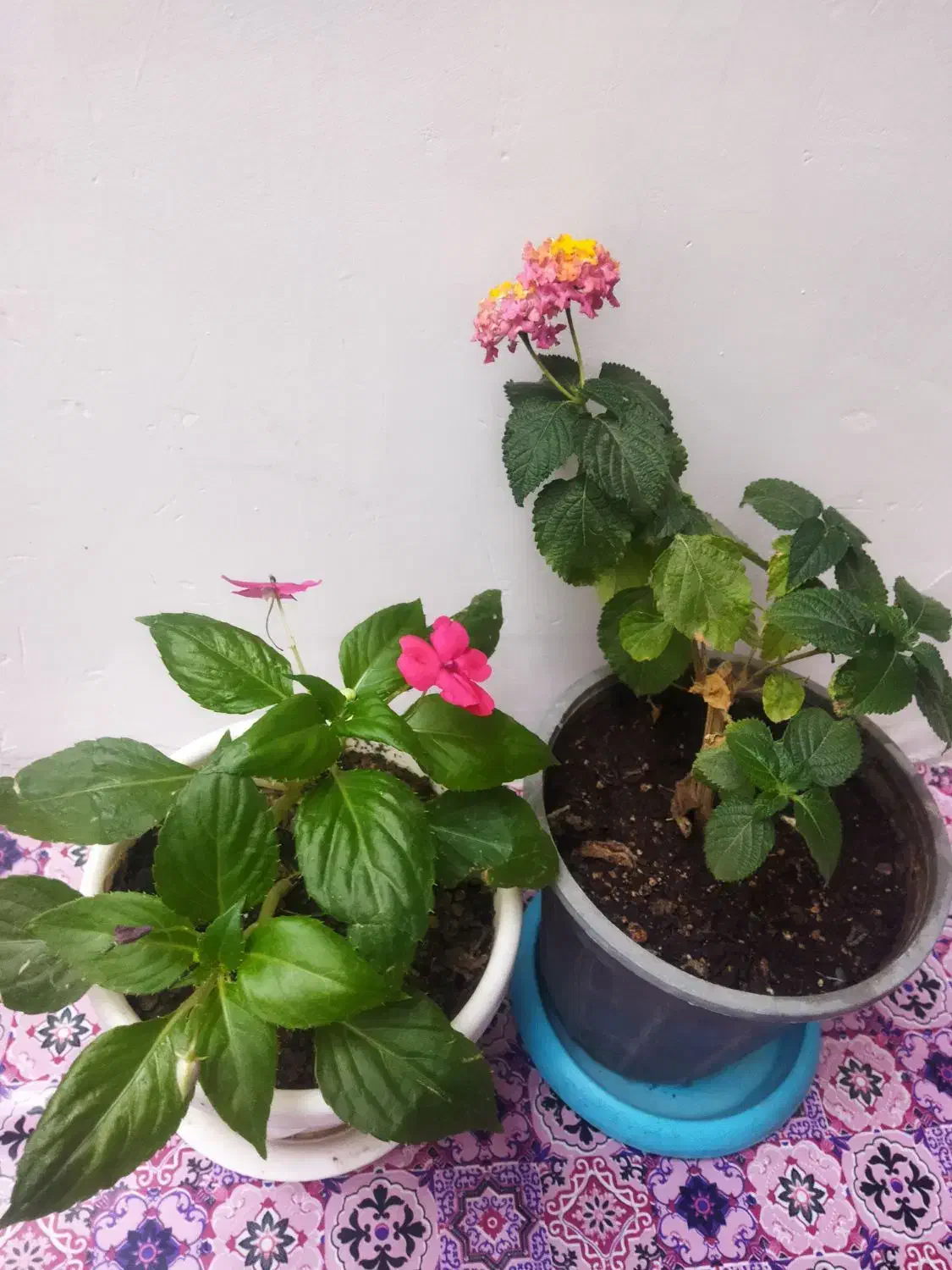 گل گل گل|گل و گیاه طبیعی|اسلام‌‌آباد غرب, |دیوار