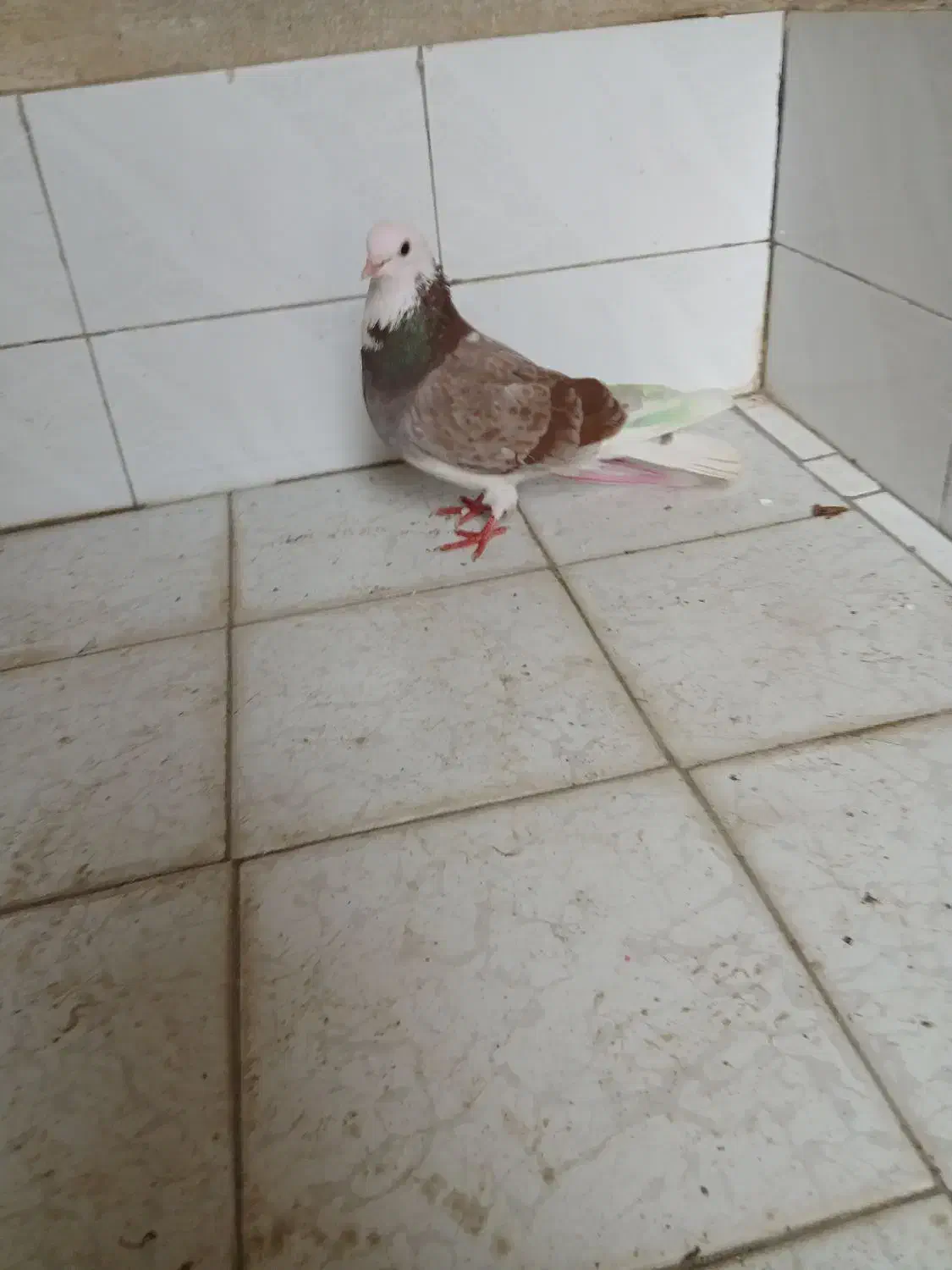 کبوترشازده|پرنده|سیلاخور, |دیوار