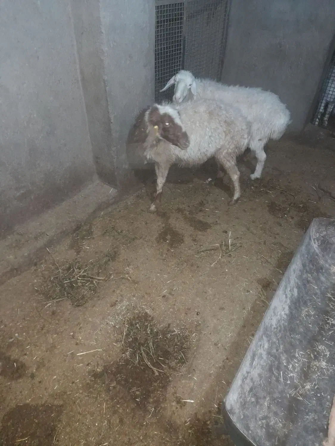 میش|حیوانات مزرعه|بیرجند, |دیوار