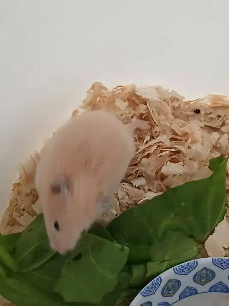 همستر برا فروش|موش و خرگوش|اهواز, کمپلو جنوبی|دیوار