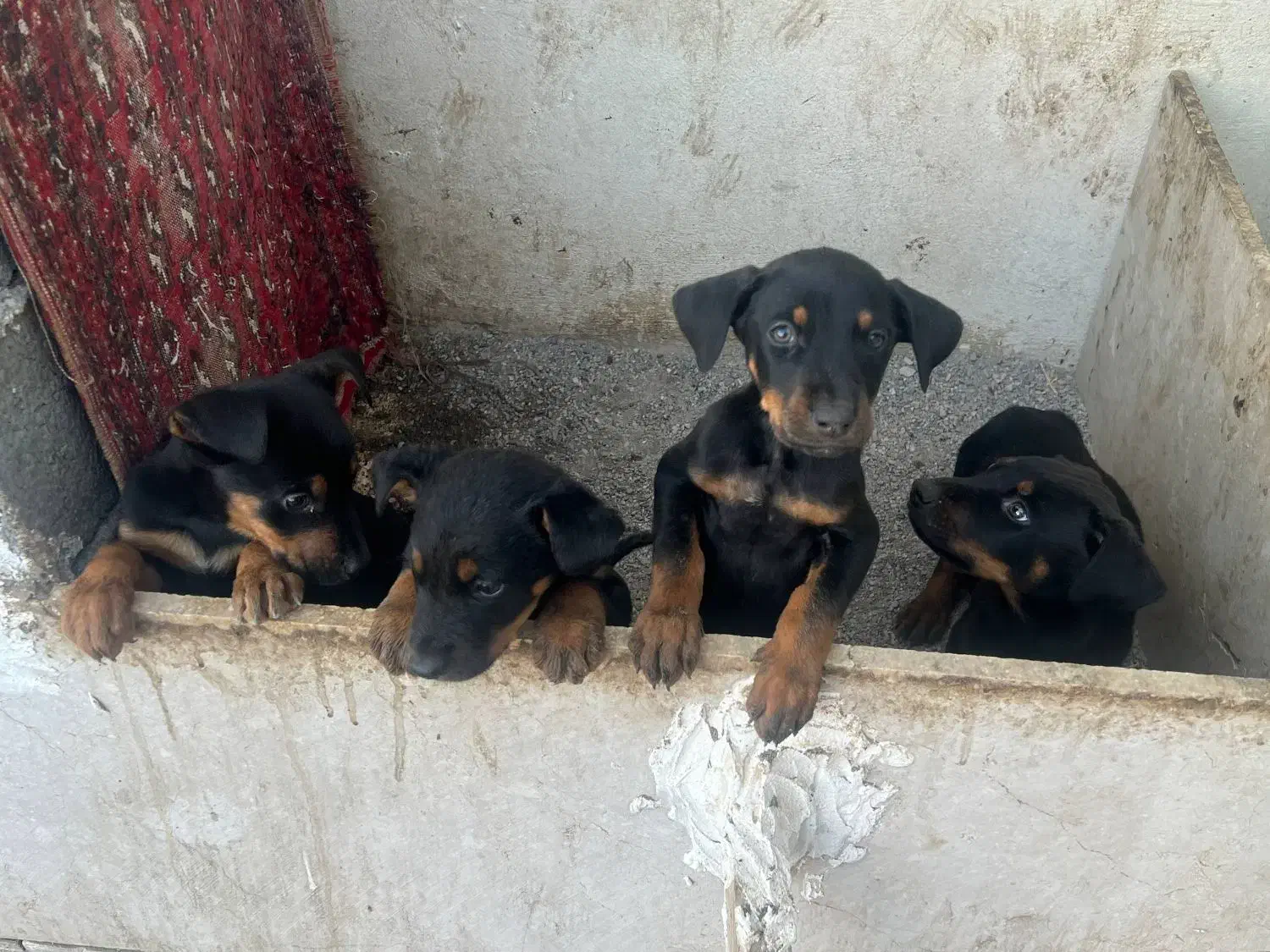 توله دوبرمن ۲ماهه اصیل|سگ|مشهد, جاهد شهر|دیوار