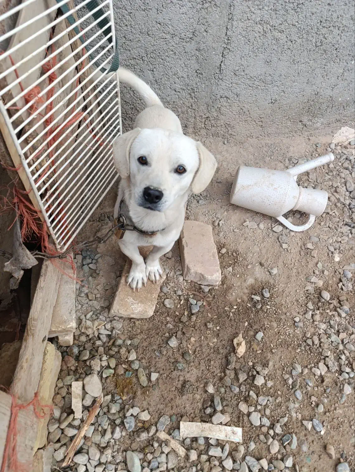 سگ پاپی سالم سلامت دهن پاک ۲تومان|سگ|جوادآباد, |دیوار