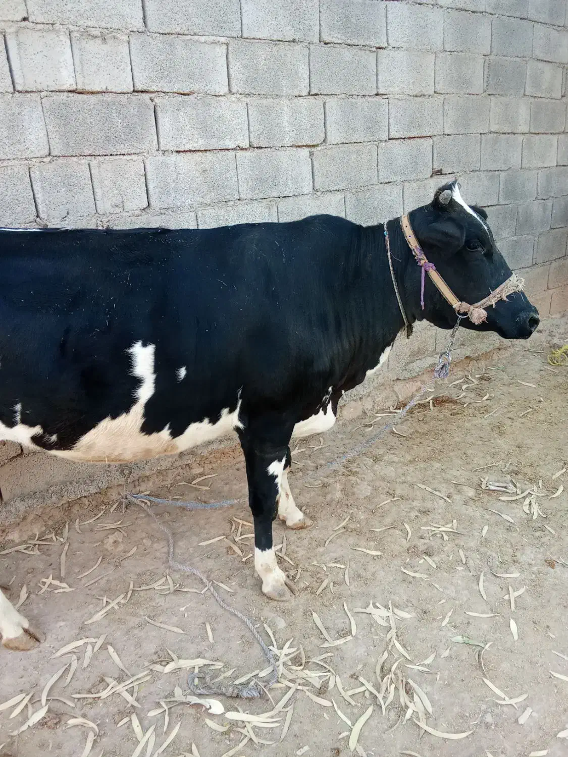 گاو و گوساله و گاو ابستن|حیوانات مزرعه|کوهدشت, |دیوار